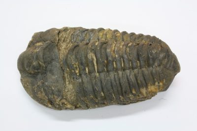 Trilobitt A Flexicalymene ouzregi   142g 5,5  x  10cm Midtre Silur ca 430mill år fra Alnif Anti-Atlas i Marokko