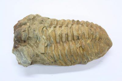 Trilobitt B Flexicalymene ouzregi   138g 6  x  9,5cm Midtre Silur ca 430mill år fra Alnif Anti-Atlas i Marokko