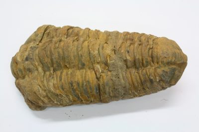 Trilobitt C Flexicalymene ouzregi   142g 5,5  x  10,5cm Midtre Silur ca 430mill år fra Alnif Anti-Atlas i Marokko