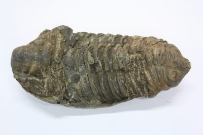 Trilobitt D Flexicalymene ouzregi   152g 5,5  x  11cm Midtre Silur ca 430mill år fra Alnif Anti-Atlas i Marokko