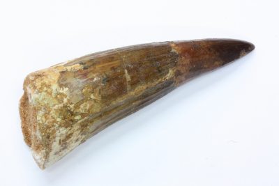 Dinosaur tann, Spinosaurus aegytiacus 48g  ø25/30mm 8,5cm lang Tid: kritt 95-100mill år fra Kem-Kem, Taouz, Marokko.