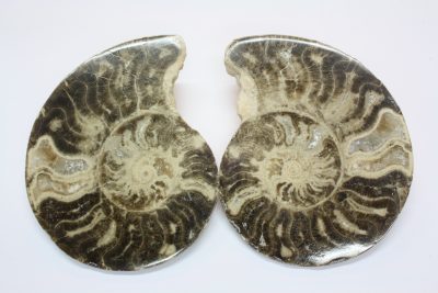 Ammonitt A , fossil blekksprut.  840g  12 x 15cm fra Marokko. Selges som par.