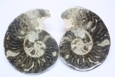 Ammonitt B , fossil blekksprut.  772g  12,5 x 15cm fra Marokko. Selges som par.