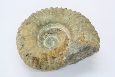 Ammonitt, fossil blekksprut. 1,1kg  10 x 12cm  Ca 100mill år  fra Marokko.