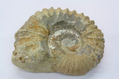 Ammonitt, fossil blekksprut. 1,25kg  11 x 14cm  Ca 100mill år  fra Marokko.