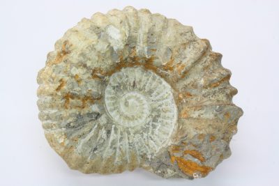 Ammonitt, fossil blekksprut. 2,1kg  13 x 16cm  Ca 100mill år  fra Marokko.