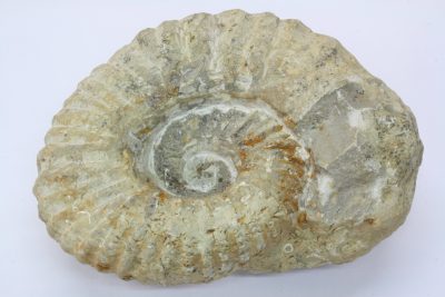 Ammonitt, fossil blekksprut. 2,7kg  16 x 19cm  Ca 100mill år  fra Marokko.
