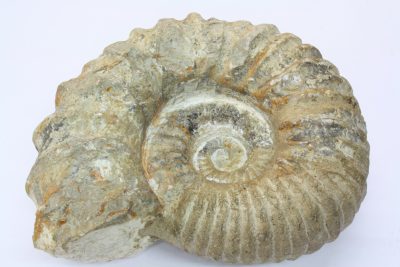 Ammonitt, fossil blekksprut. 3,3kg  17 x 20cm  Ca 100mill år  fra Marokko.