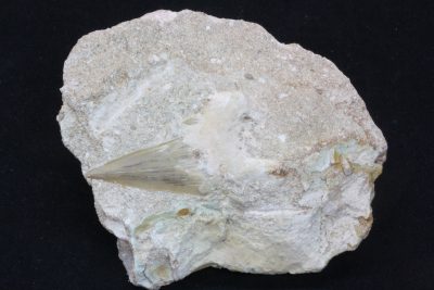 Haitann  Otodus obliguus Tid: Paleocen Eocen  ca 50mill år fra Ouled Abdoun i Marokko 314g 8,5 x 9,5cm, tann 5cm.