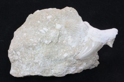 Haitann  Otodus obliguus Tid: Paleocen Eocen  ca 50mill år fra Ouled Abdoun i Marokko 400g 8 x 11cm, tann 5cm.