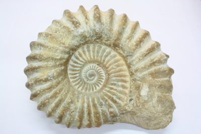 Ammonitt, fossil blekksprut. 6,3kg  20 x 25cm  Ca 100mill år  fra Marokko.